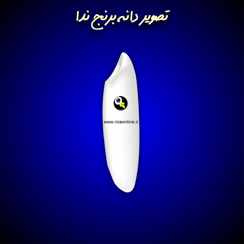 تصویر دانه برنج ندا